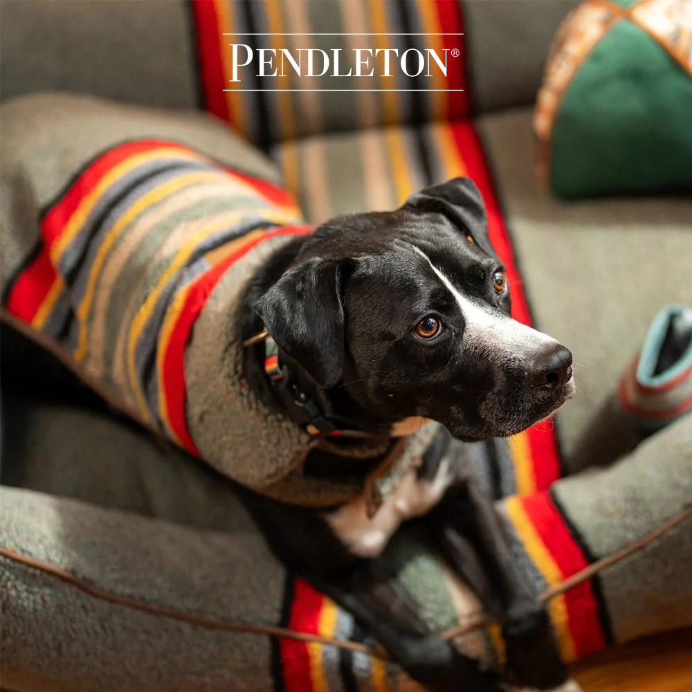 캐롤라이나 펜들턴 빈티지캠프 강아지 코트 M - 헤더그린