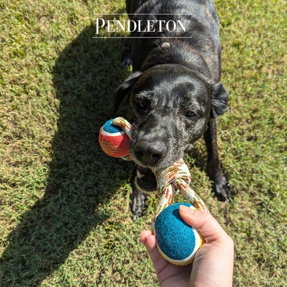 캐롤라이나 펜들턴 펫 로프 라쏘 장난감